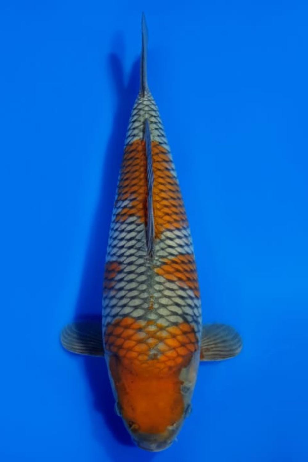 Juara 2