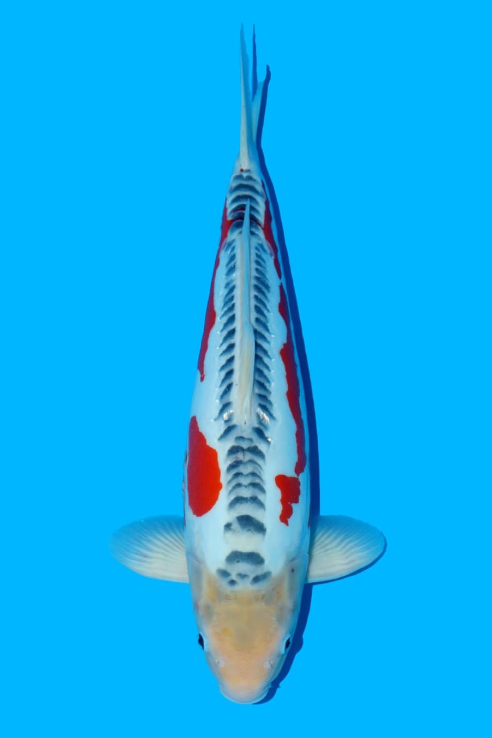 Juara 1
