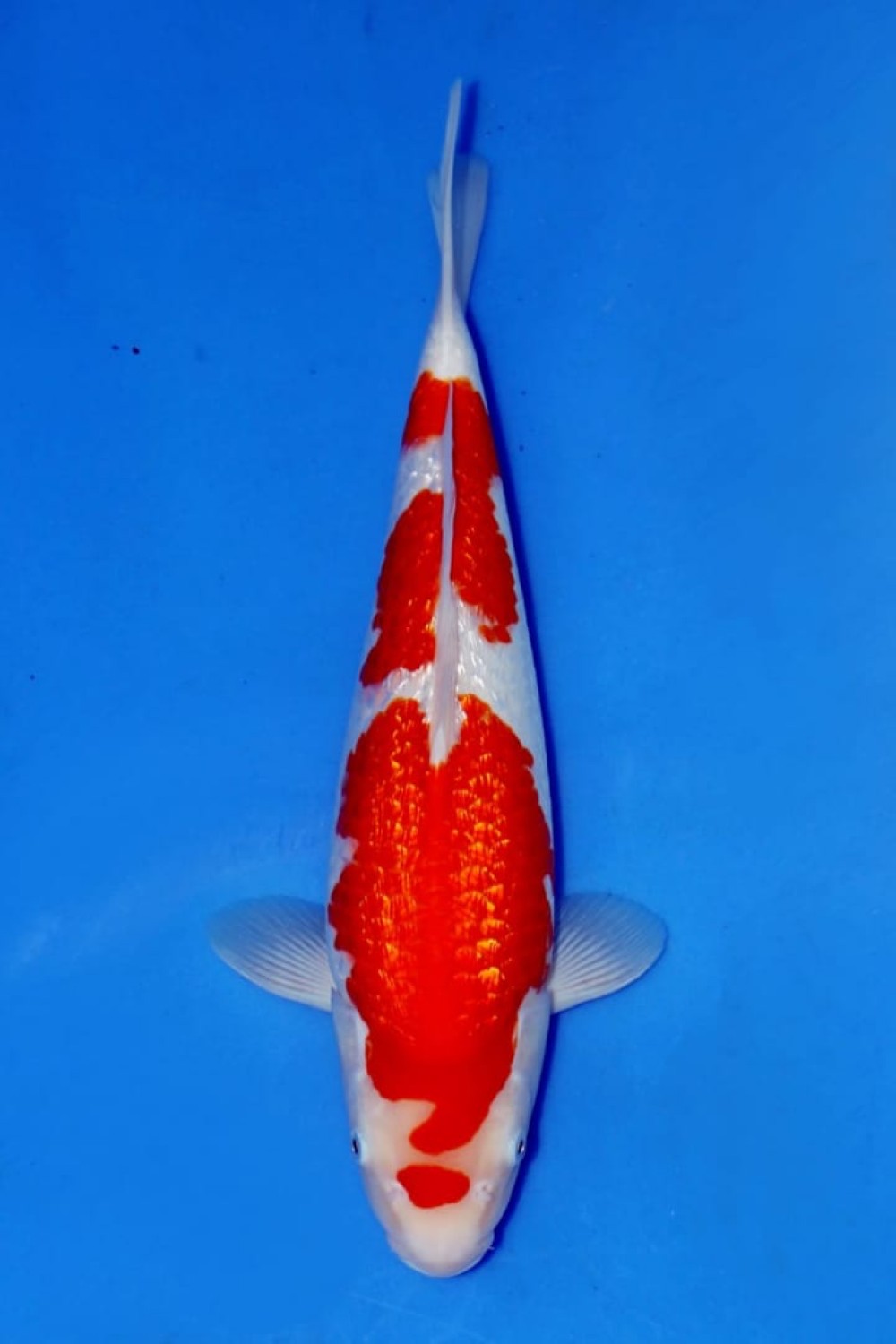 Best In Size B 36 - 40 cm