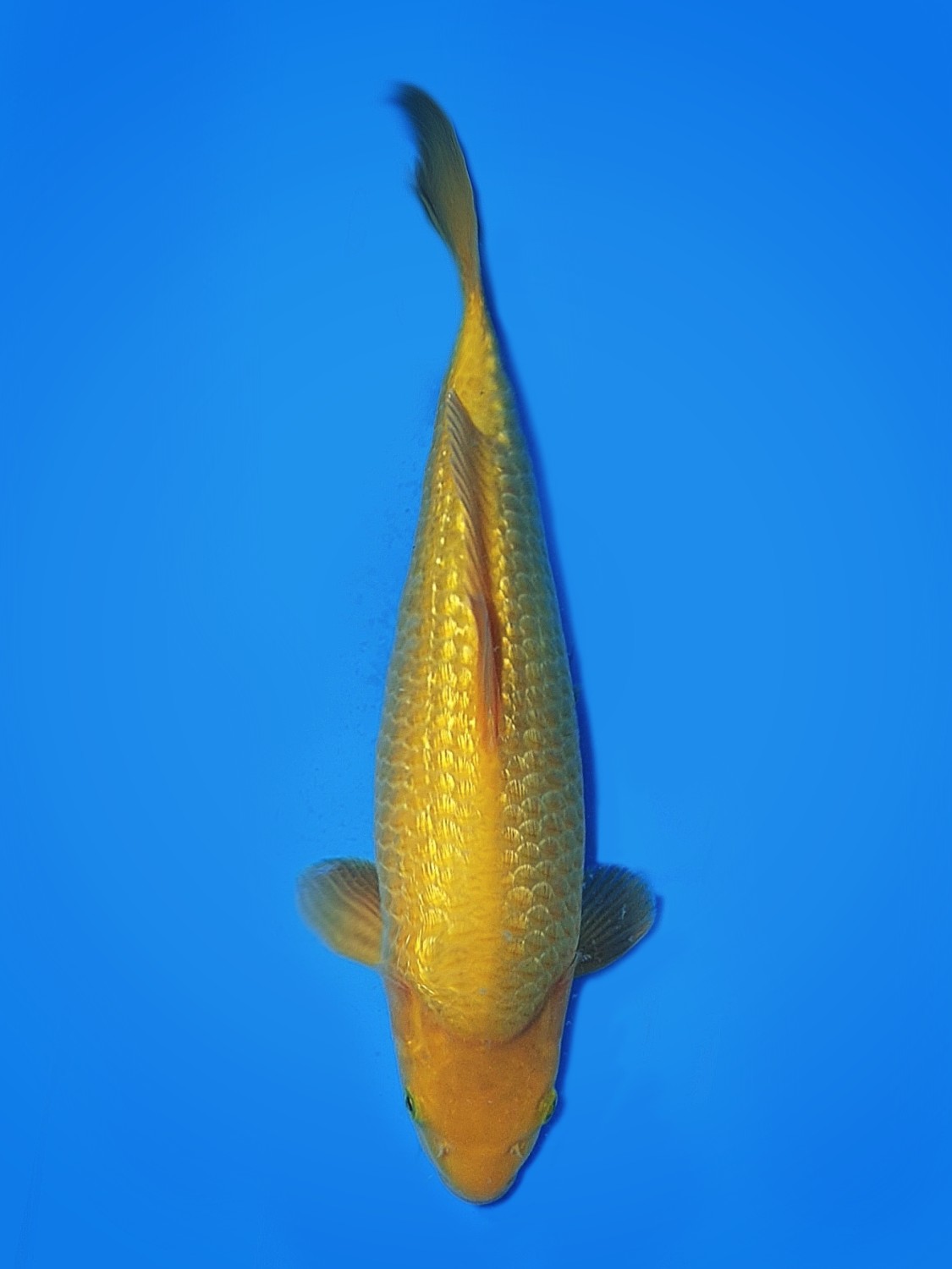 Juara 1