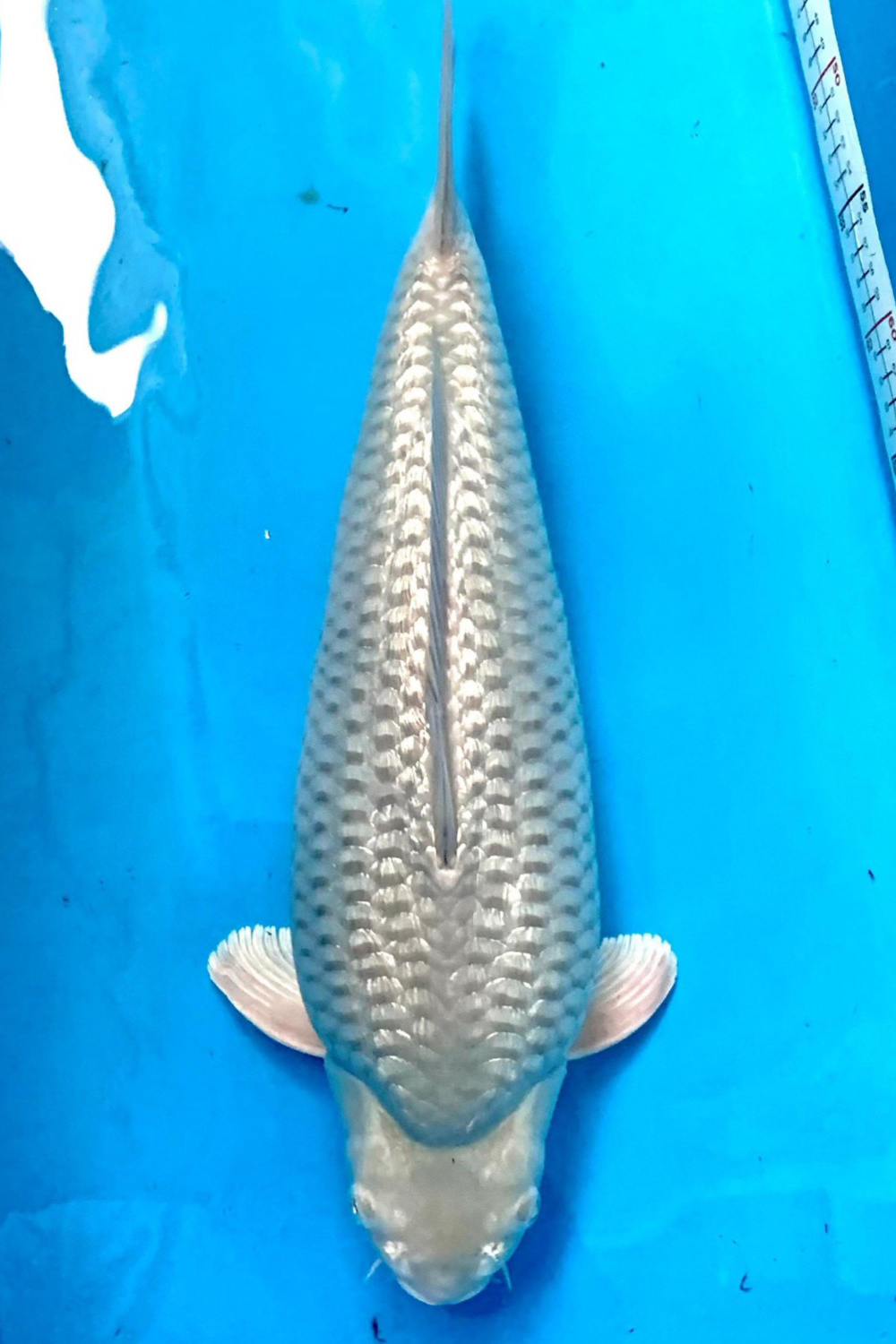 Juara 5