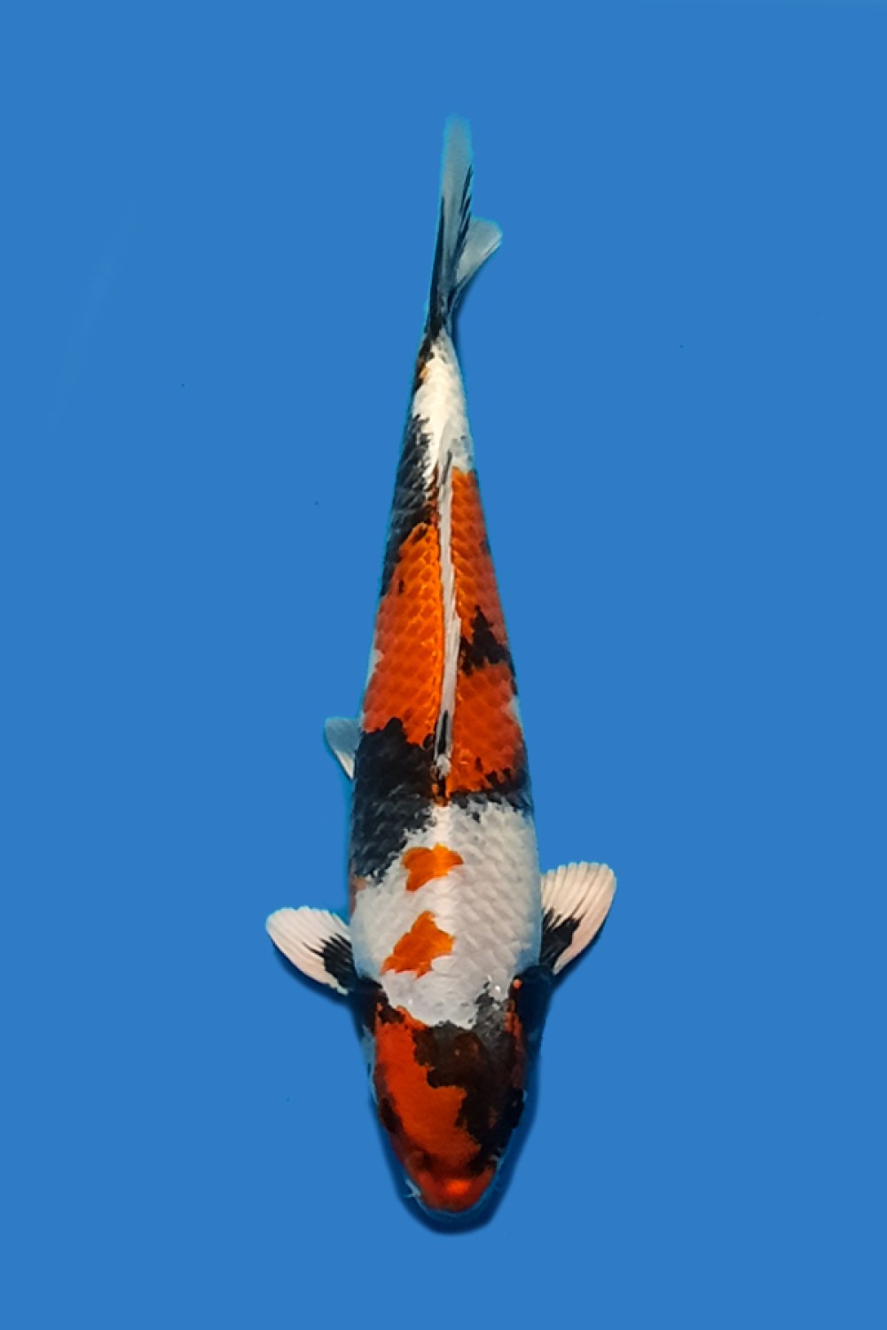 Juara 1