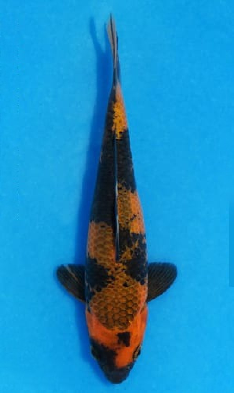 Juara 1