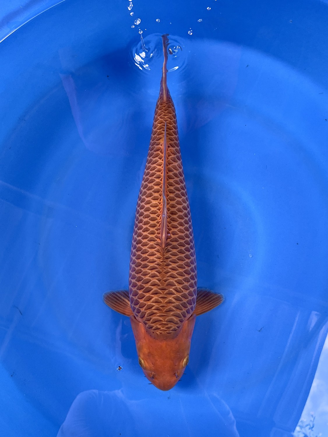 Juara 1