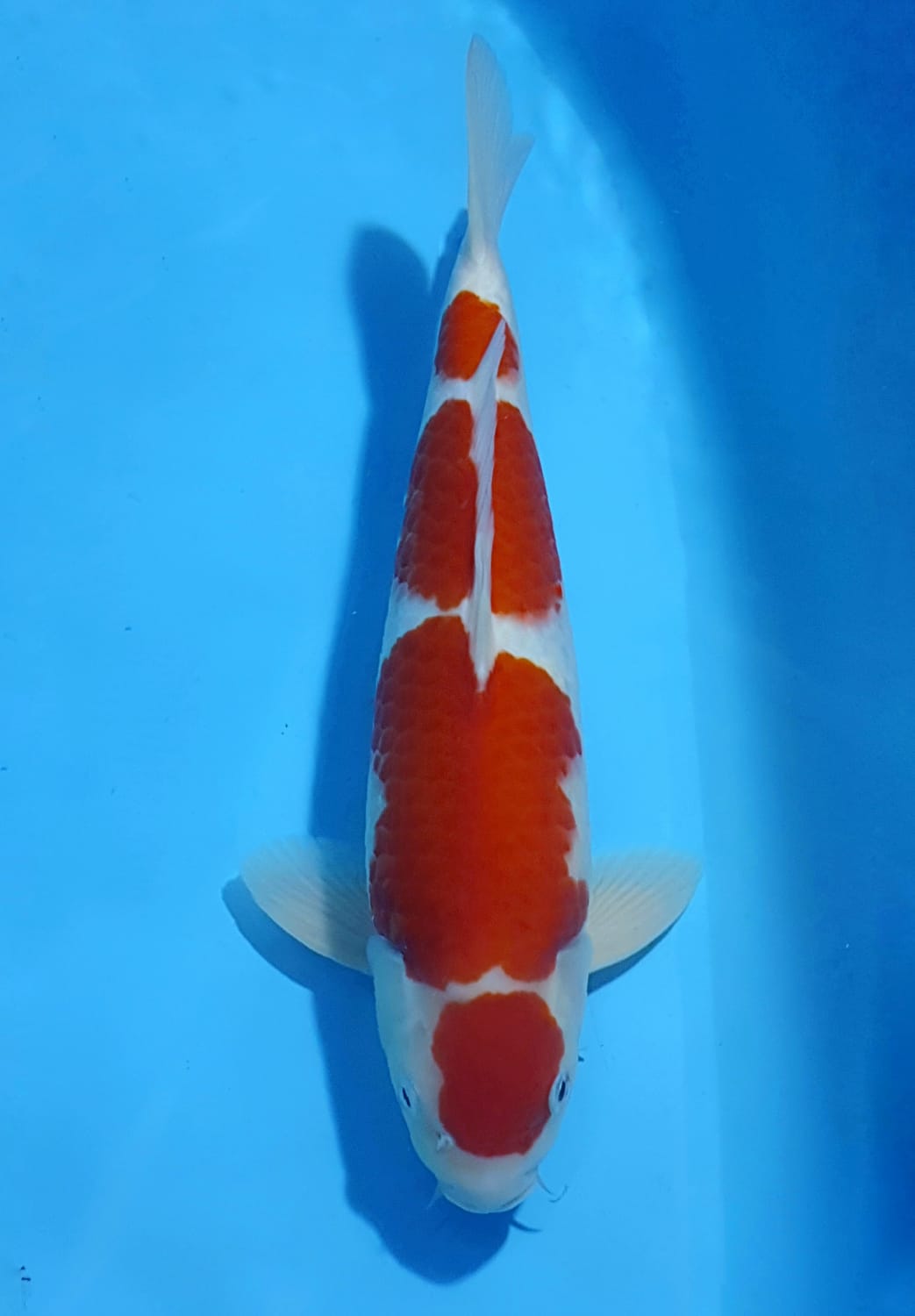 Juara 1