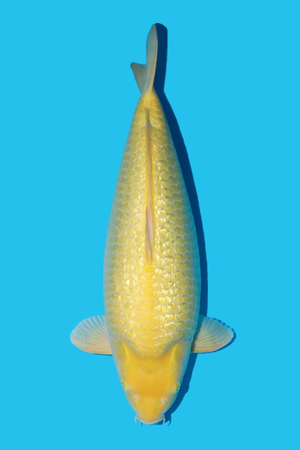 Juara 2