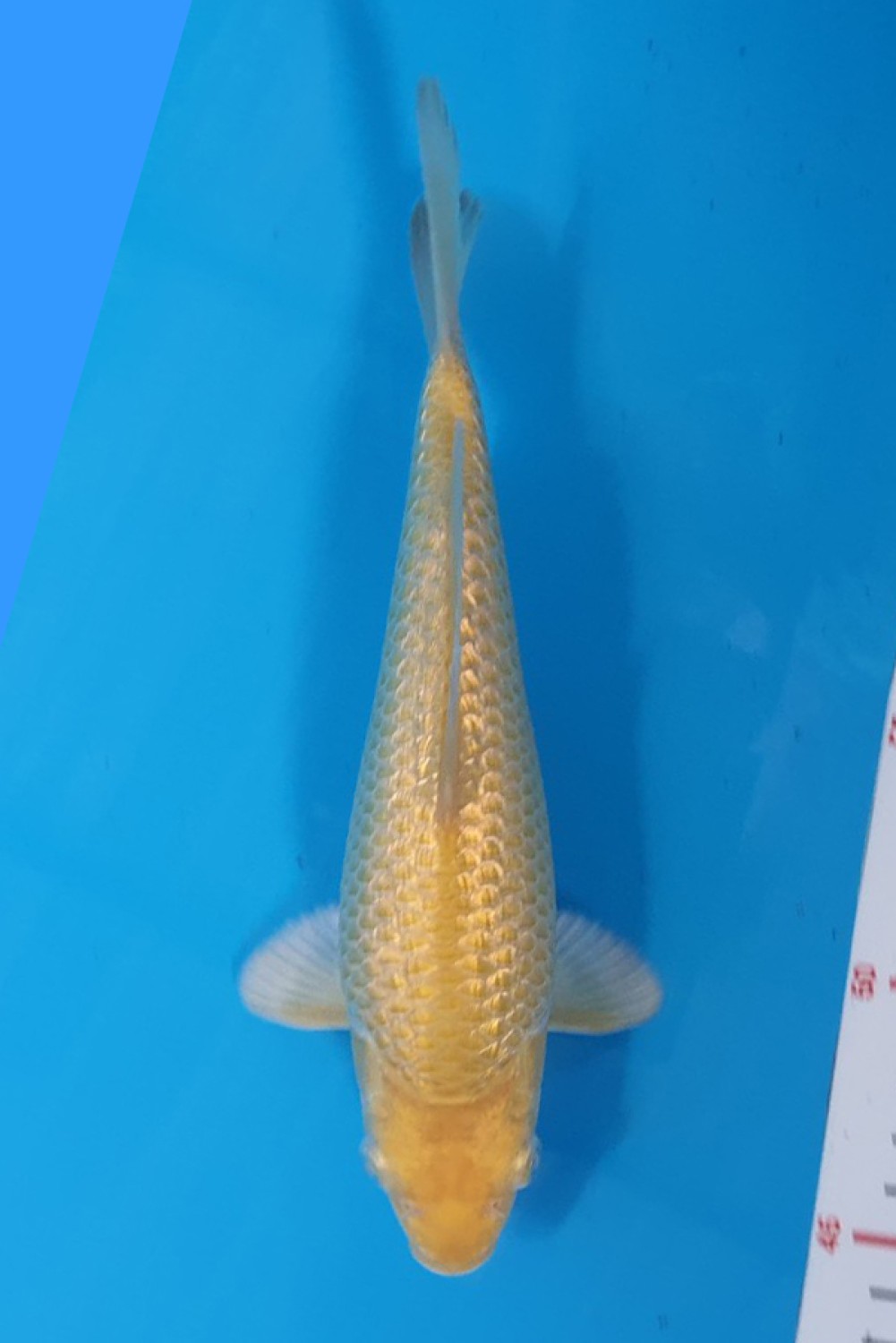 Juara 2