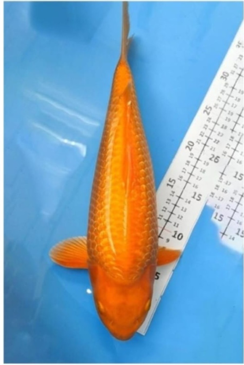 Best In Size E 51 - 55 cm