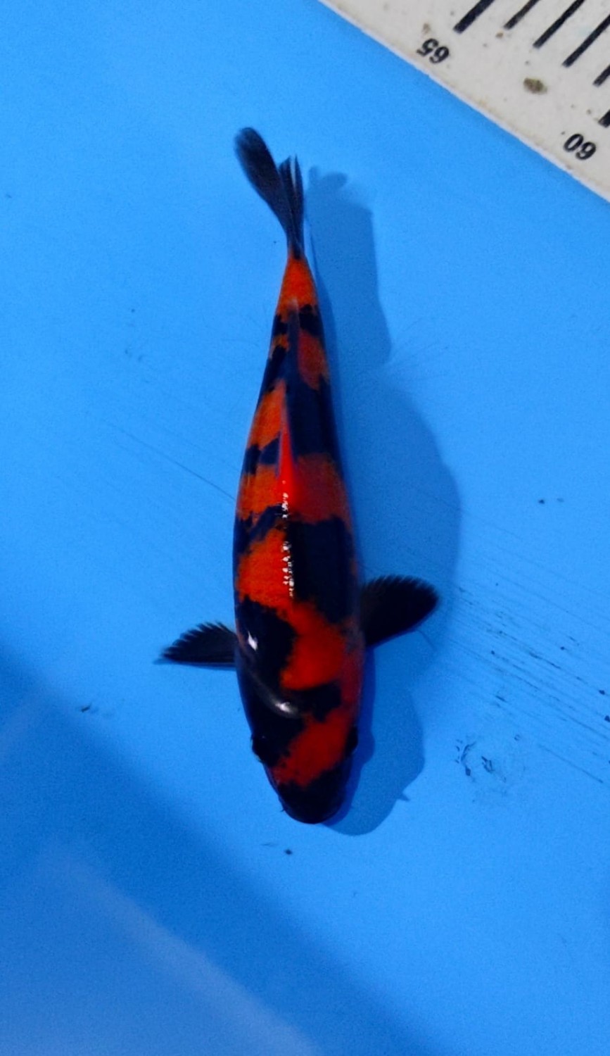 Juara 2