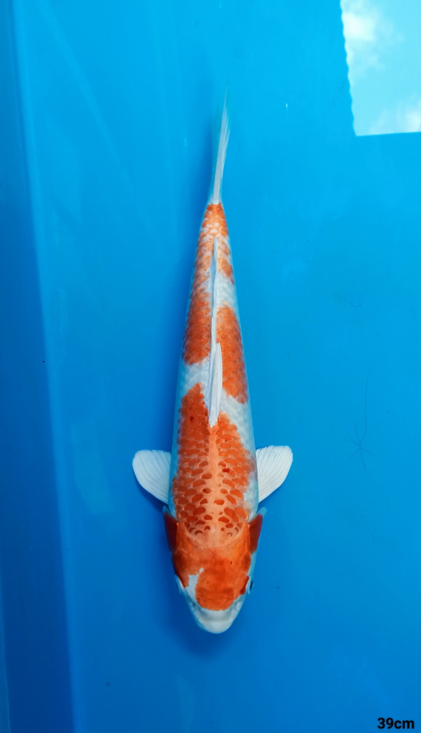 Juara 1
