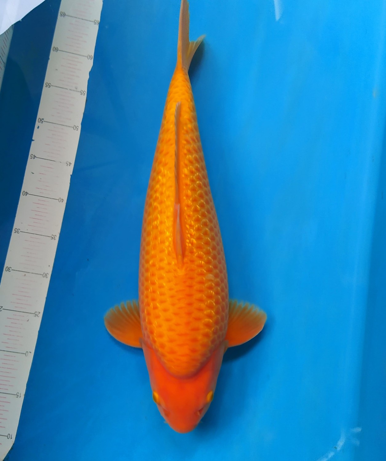 Juara 3