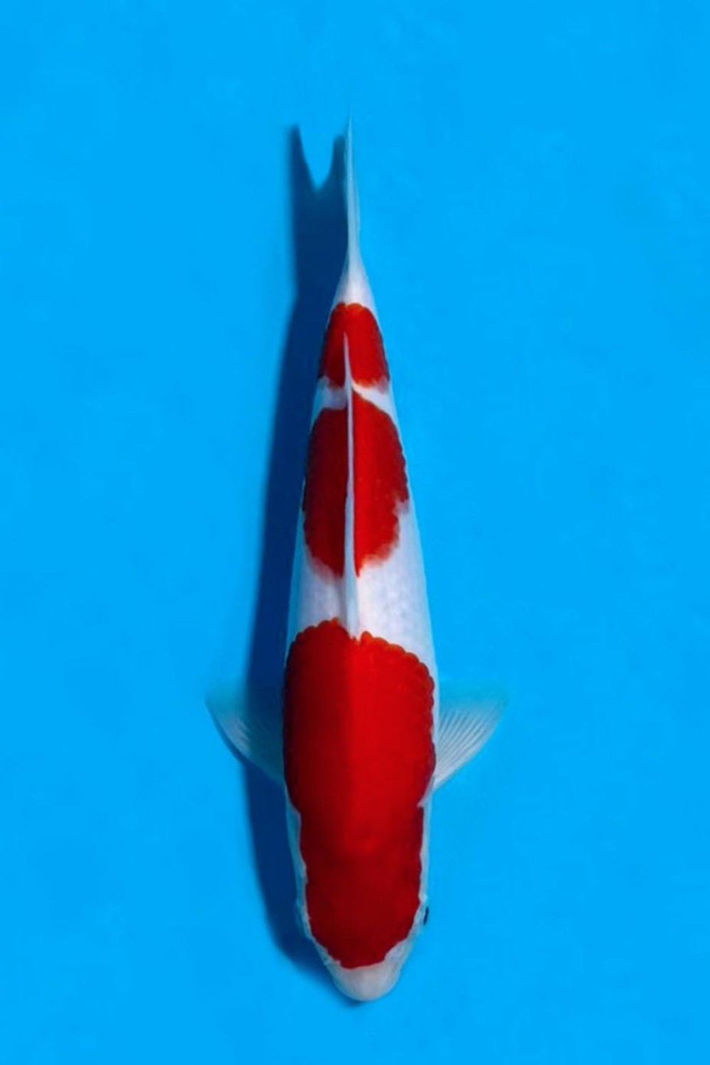 Juara 2