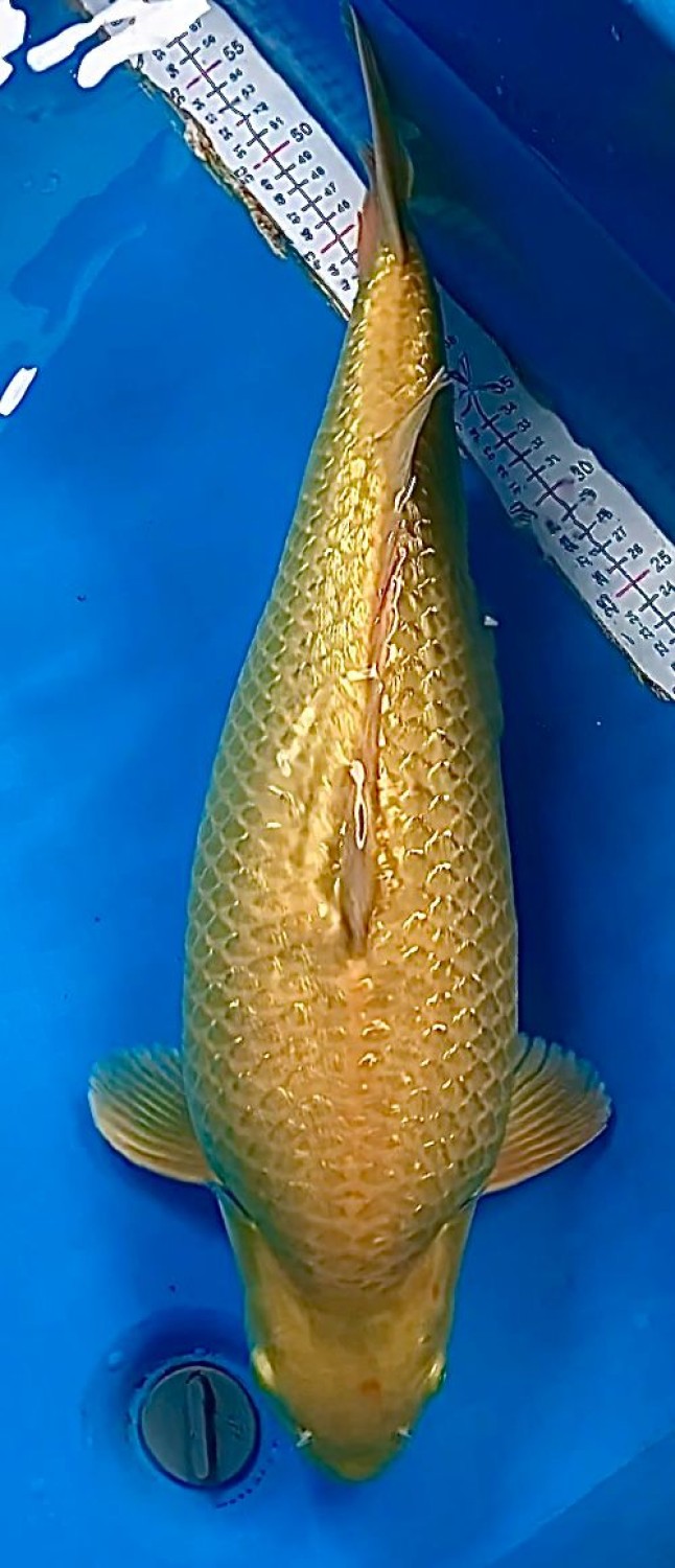 Juara 3