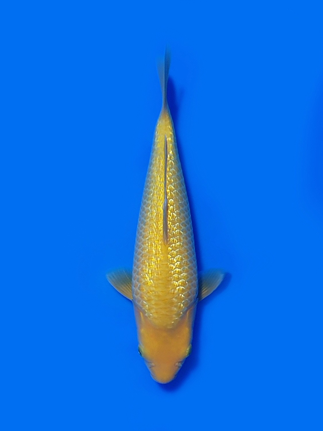 Juara 4