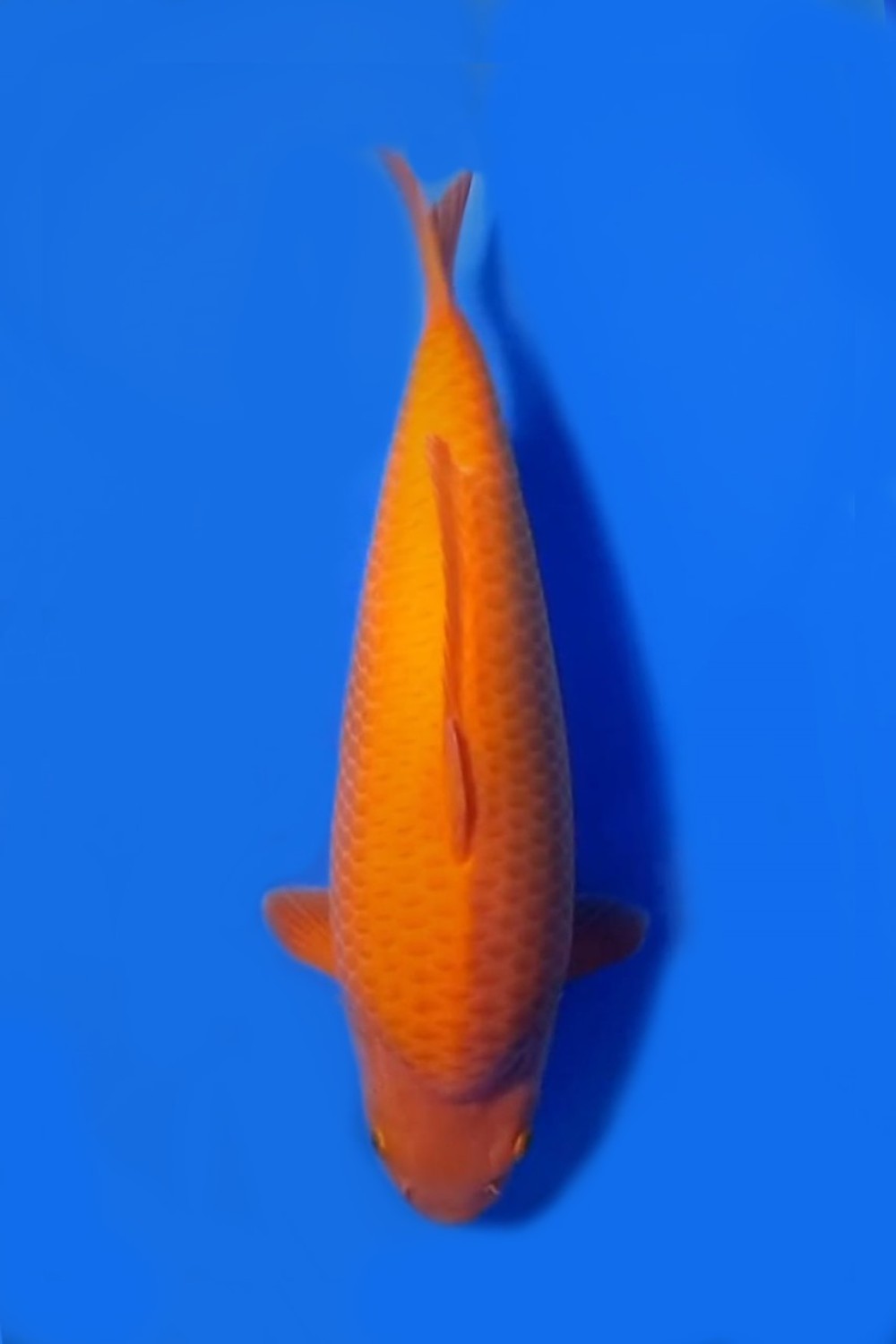 Best In Size E 46 - 50 cm