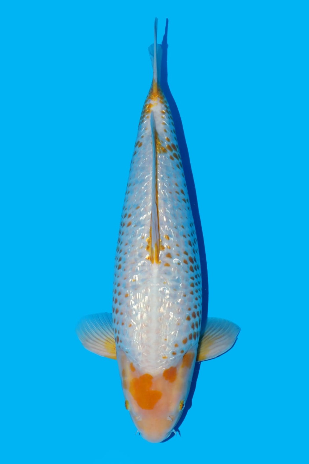Juara 1
