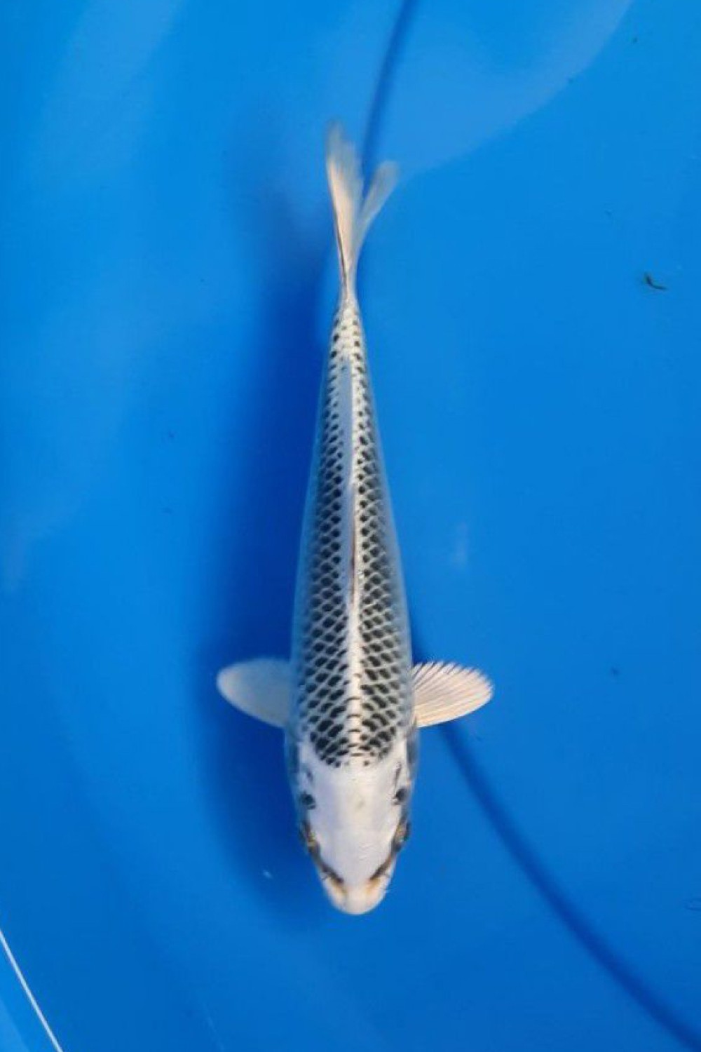Best In Size E 13 - 15 cm