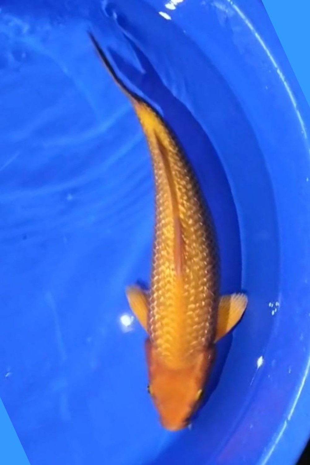 Juara 1