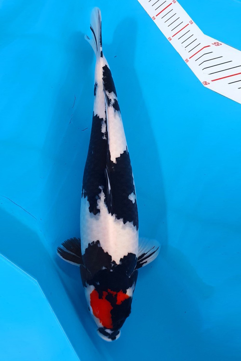 Juara 3
