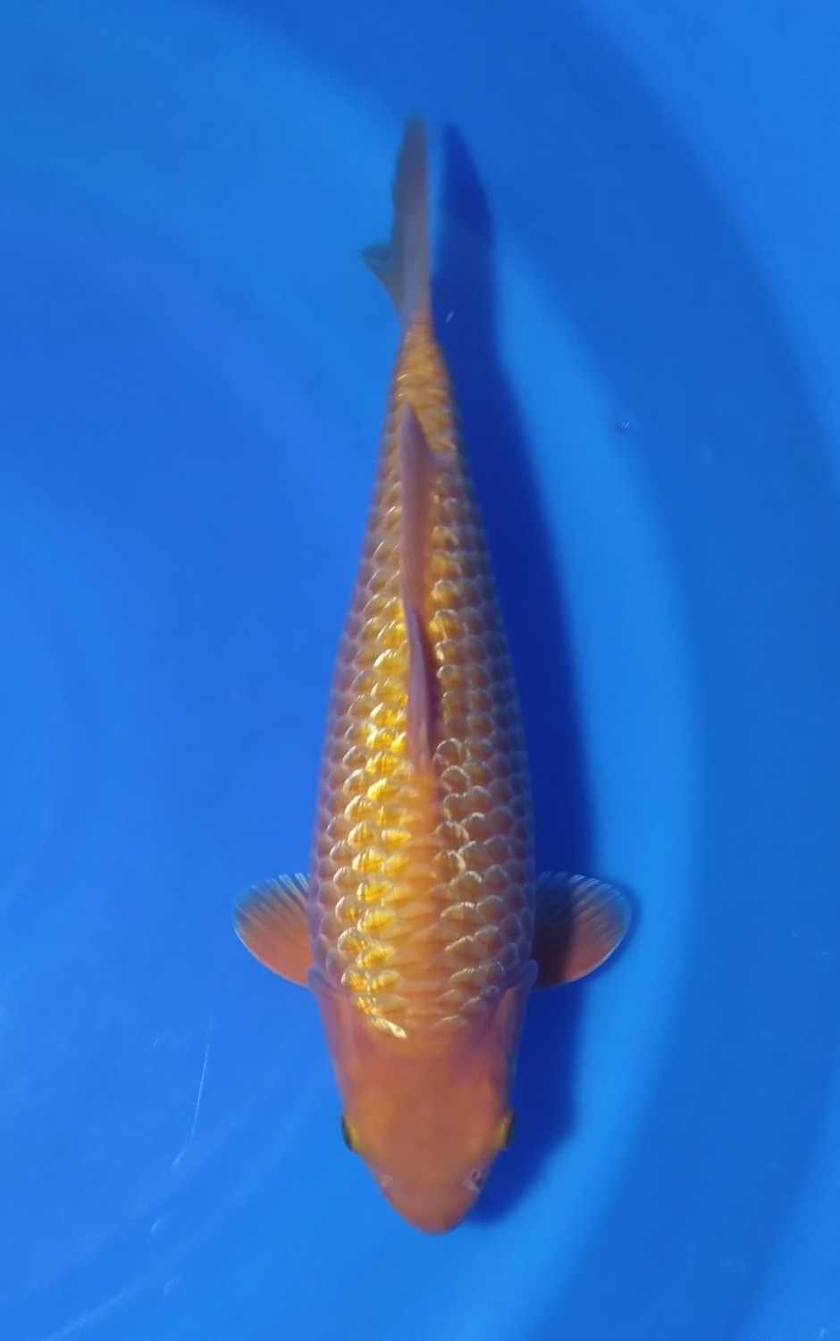 Juara 5