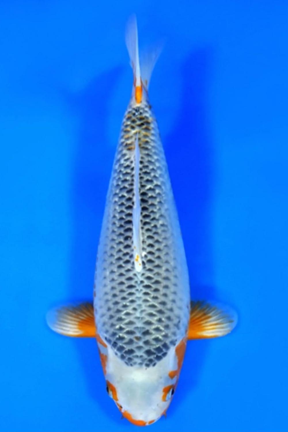 Juara 2
