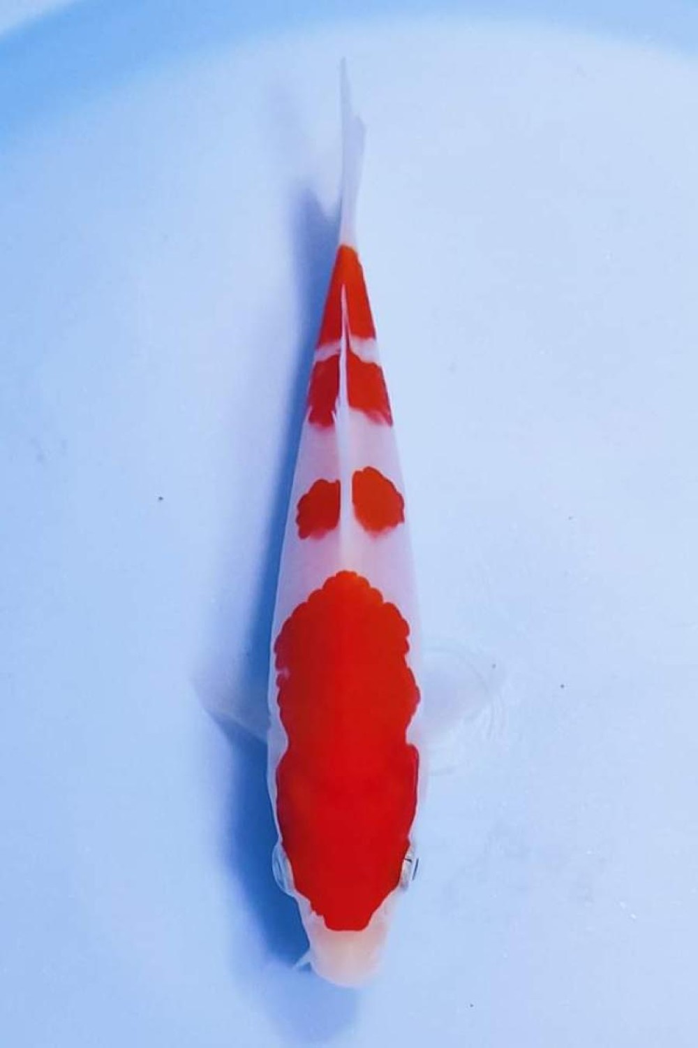 Best In Size A Up To 12 cm