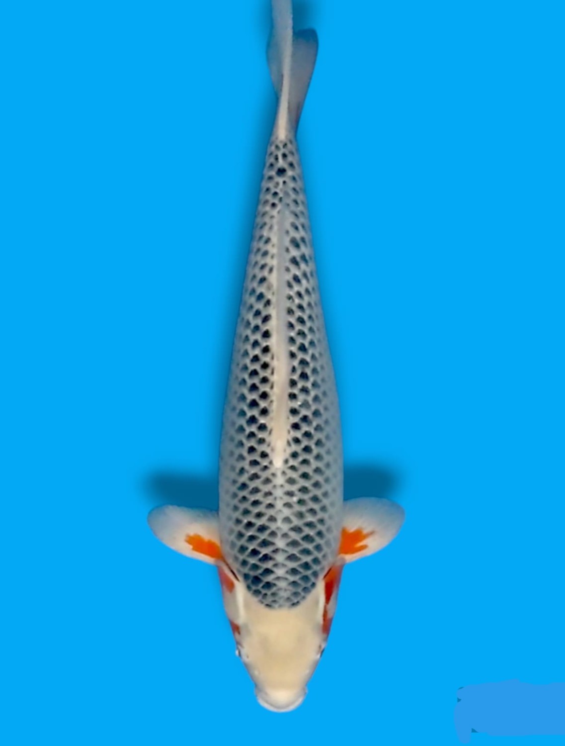 Juara 1