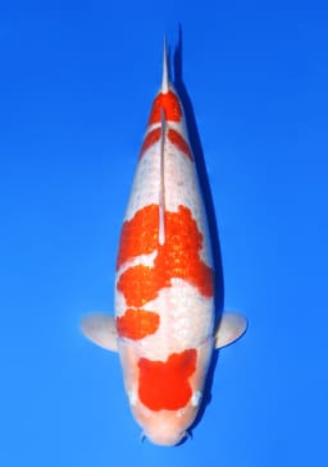 Juara 2