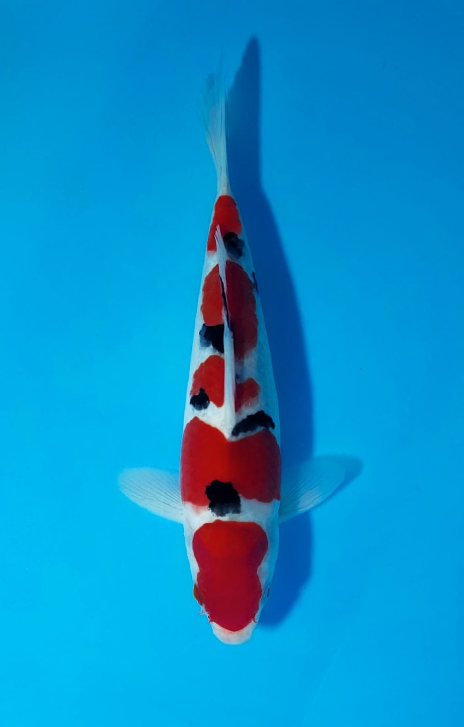 Juara 5
