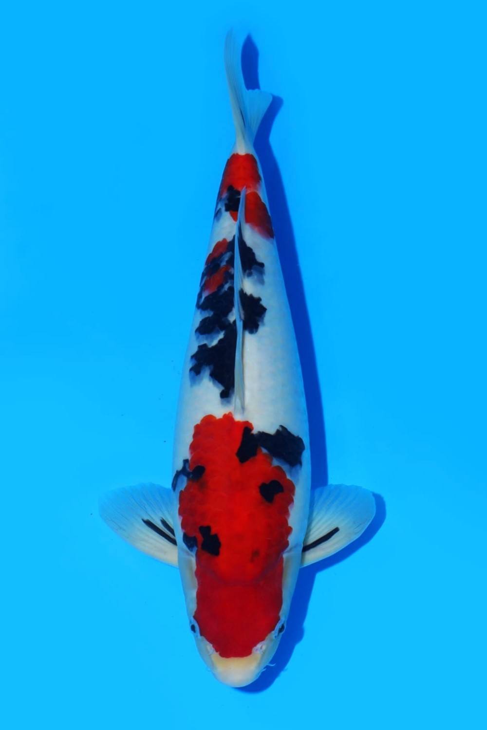 Juara 2