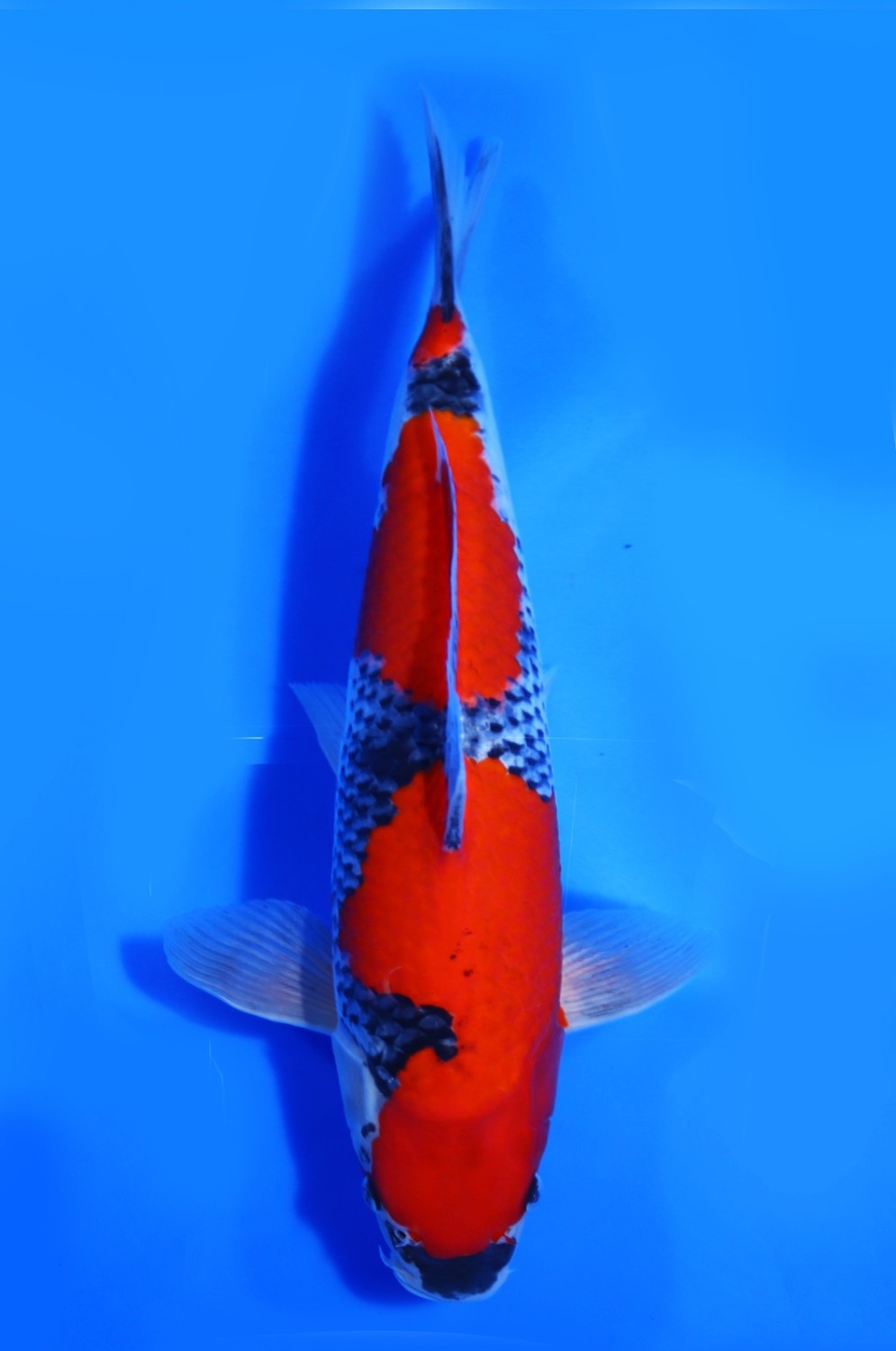Juara 2