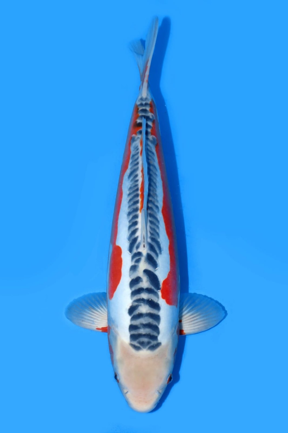 Juara 4