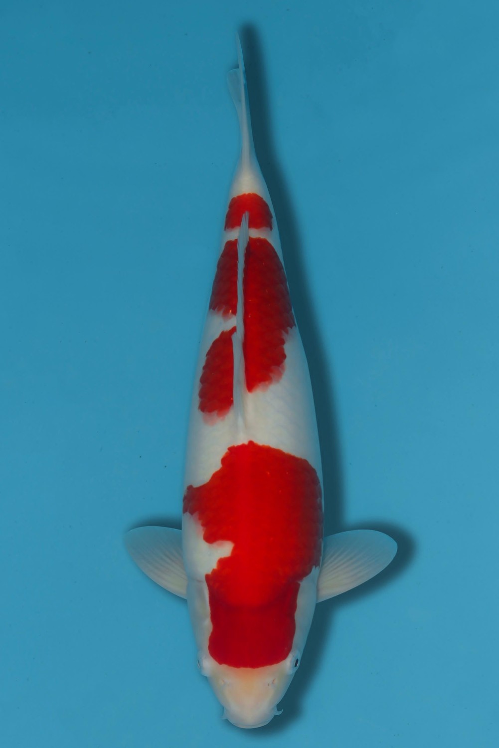Juara 1