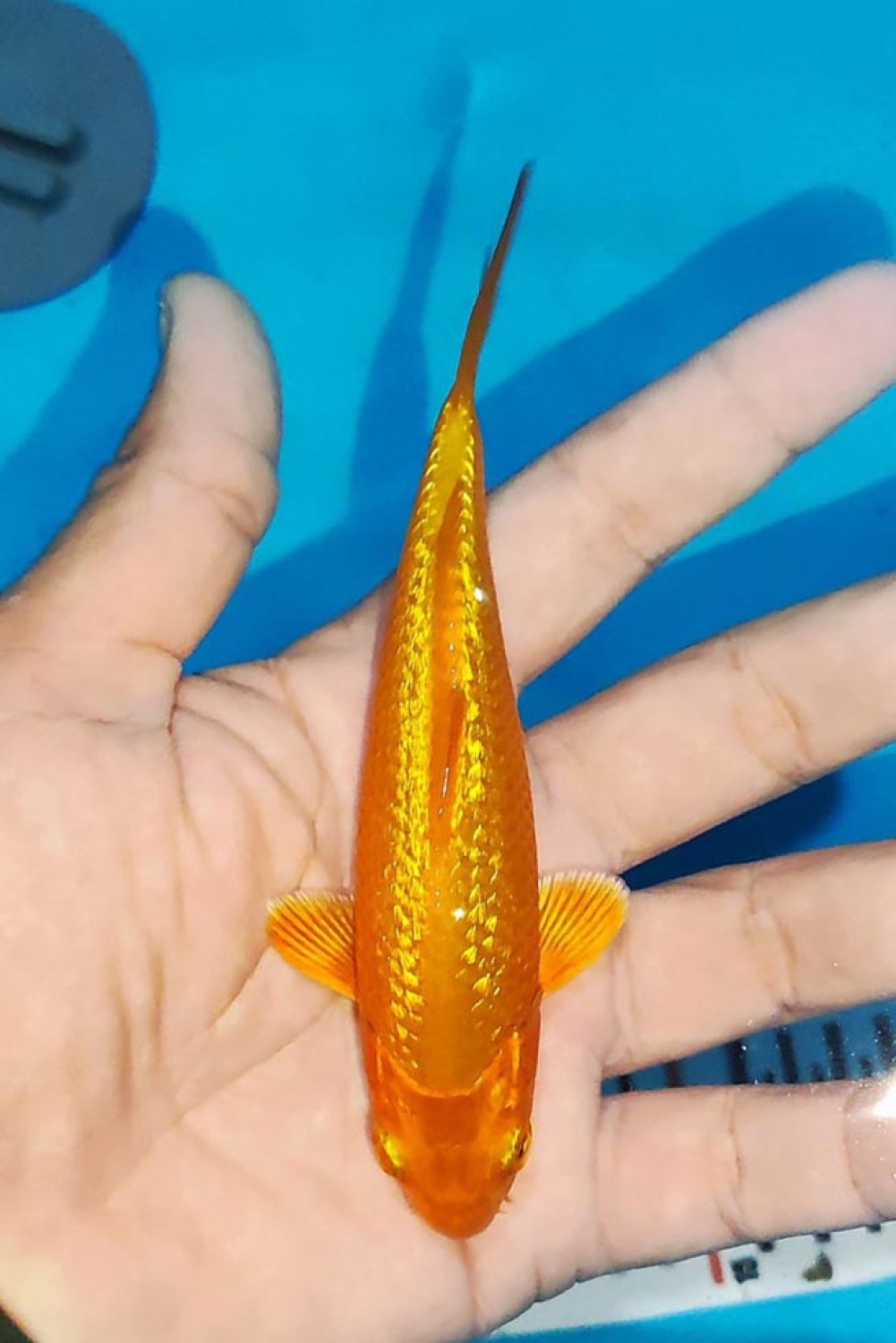Juara 1