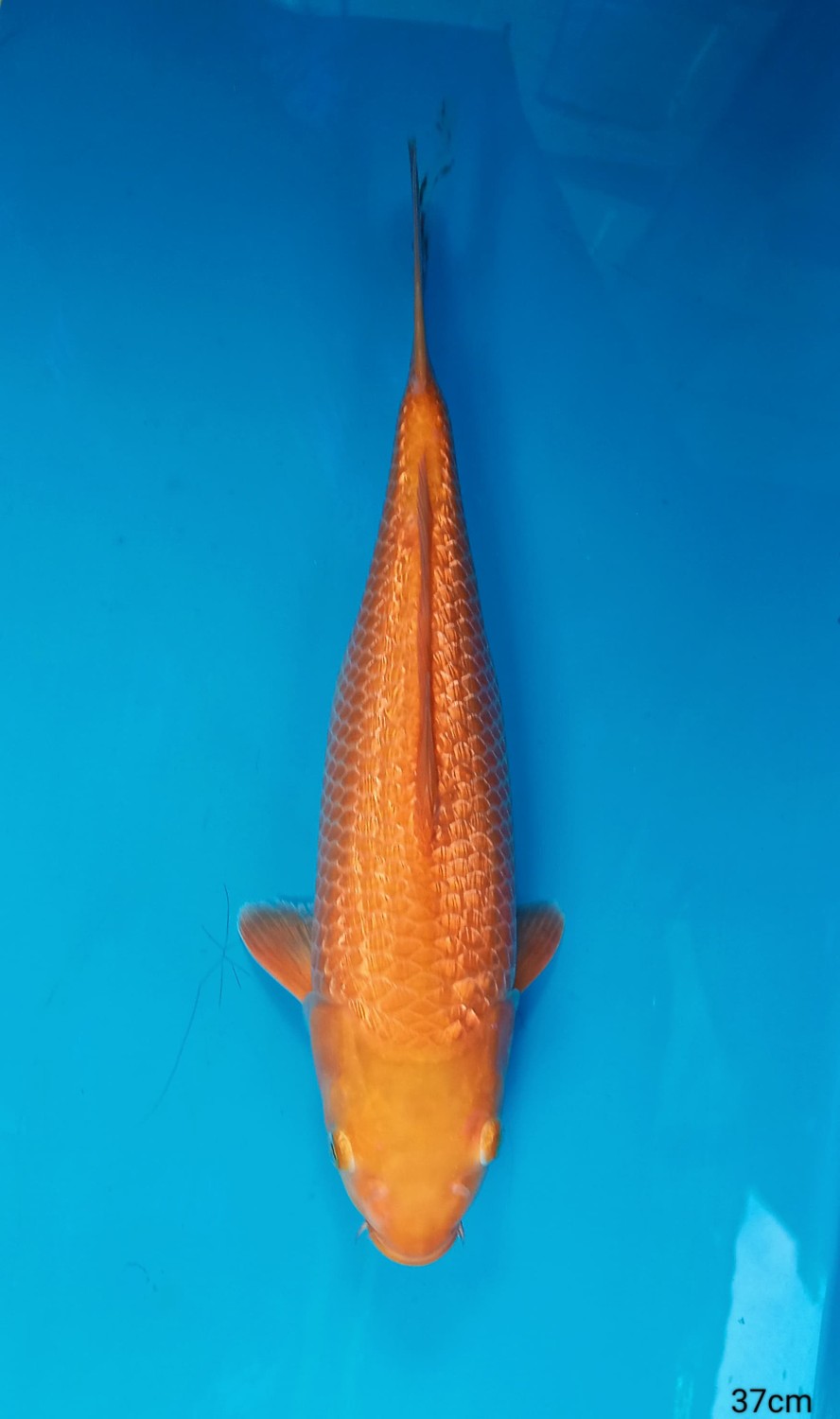 Juara 2