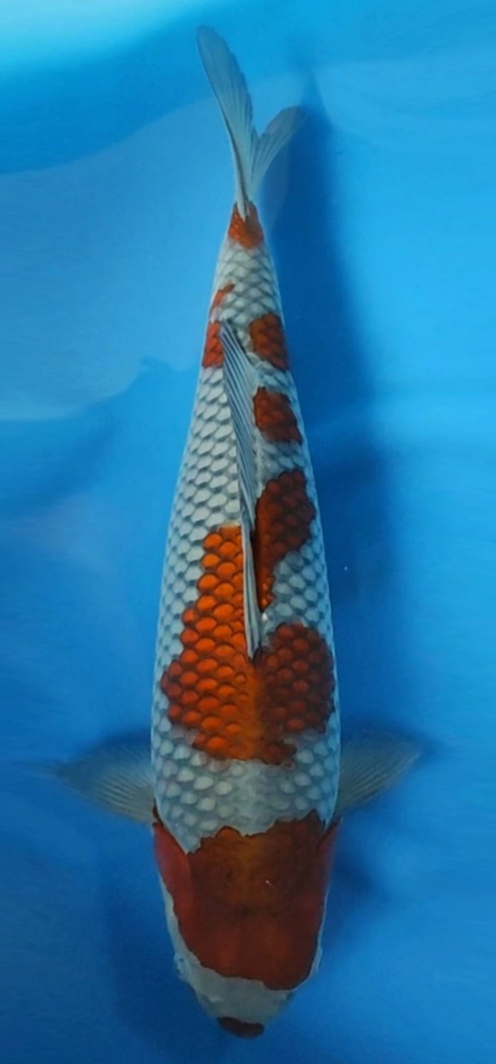 Juara 1