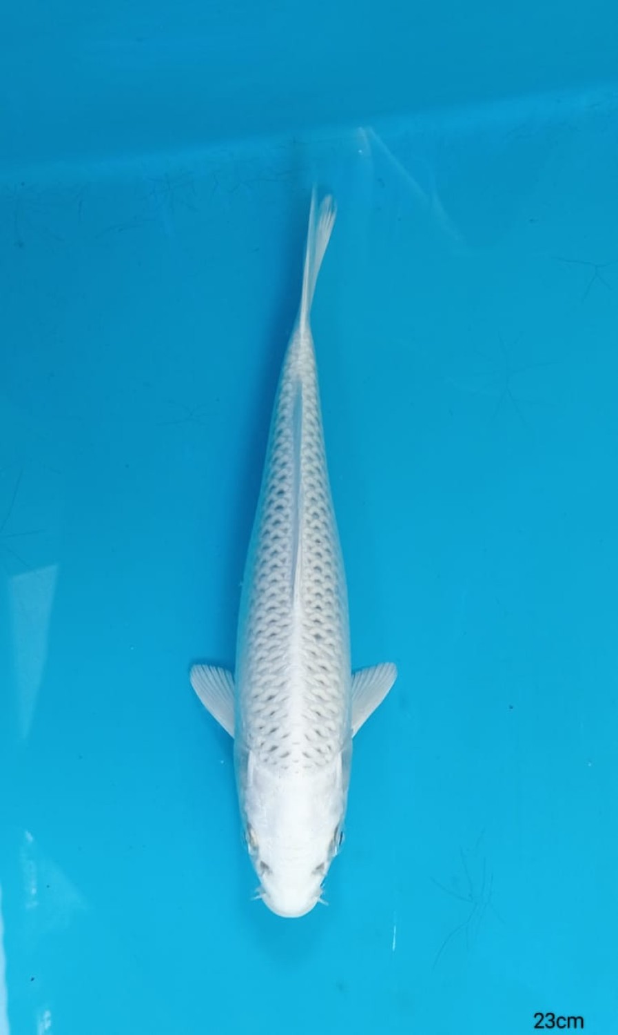 Juara 5