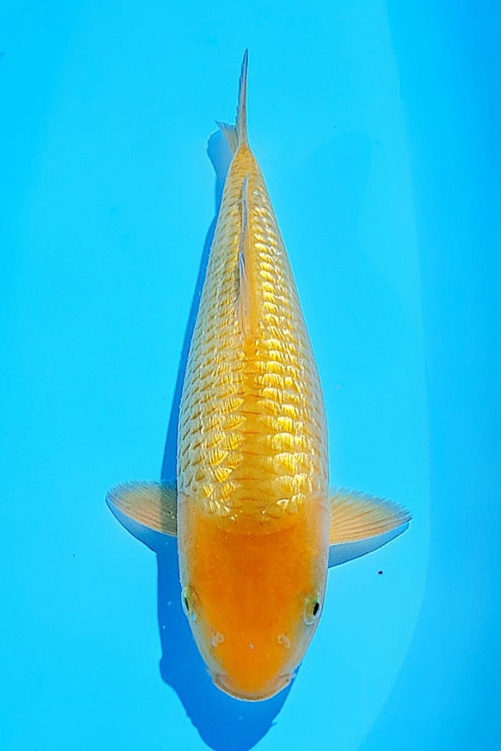 Juara 5