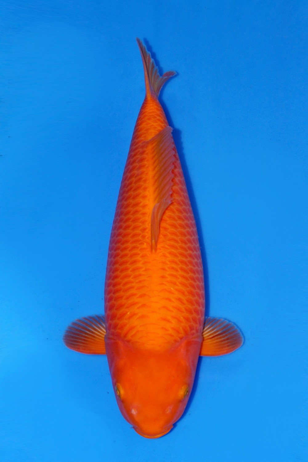 E. Kamboja Prize, 51 - 55 cm