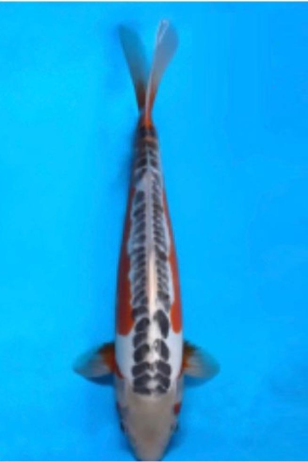 Juara 1