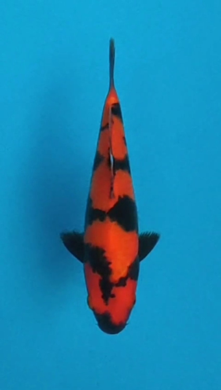 Juara 1