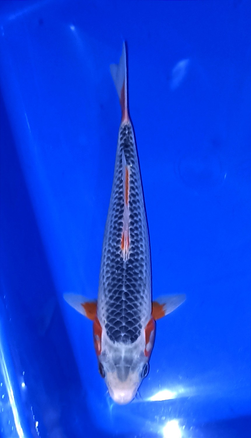 Juara 2