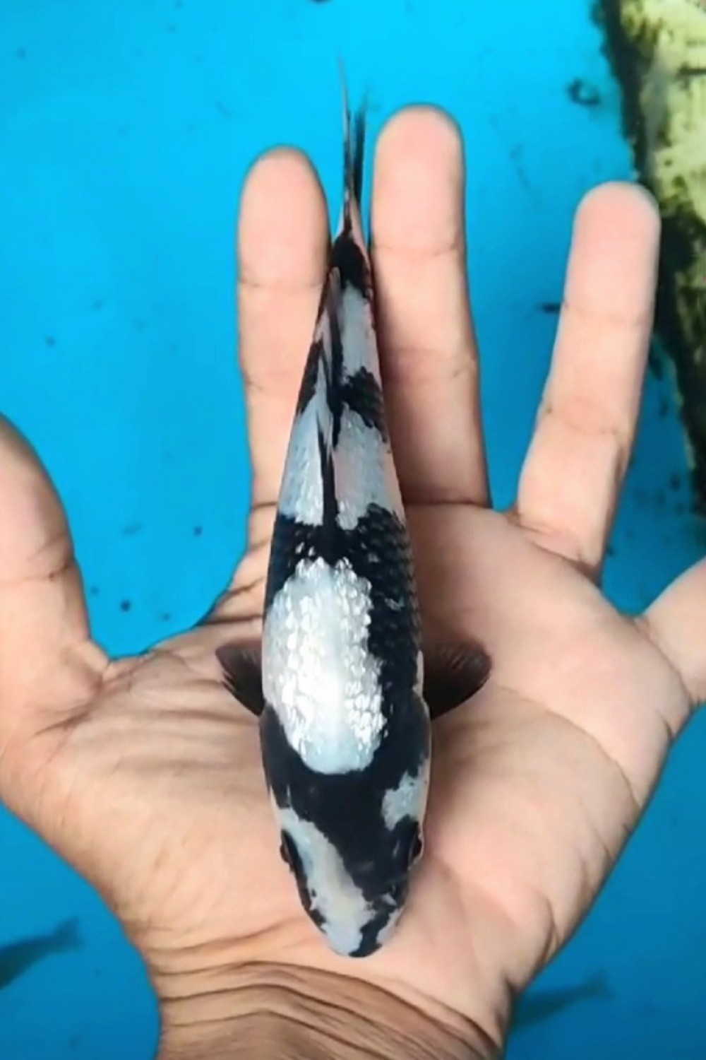 C. Anggrek Prize, 16 - 20 cm