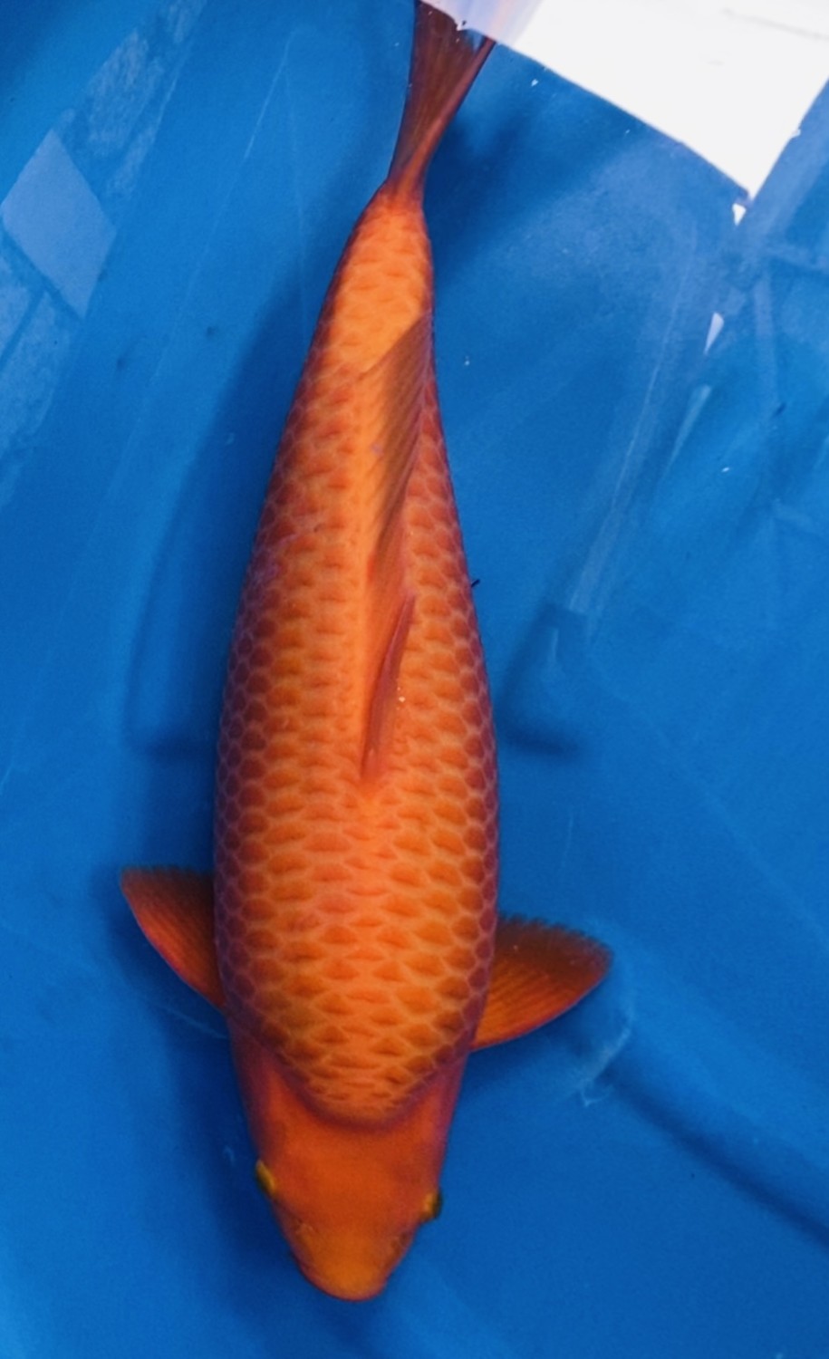 E. Kamboja Prize, 46 - 50 cm