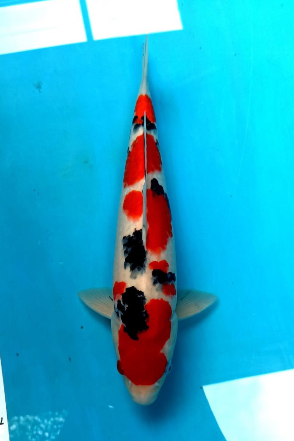 Juara 1