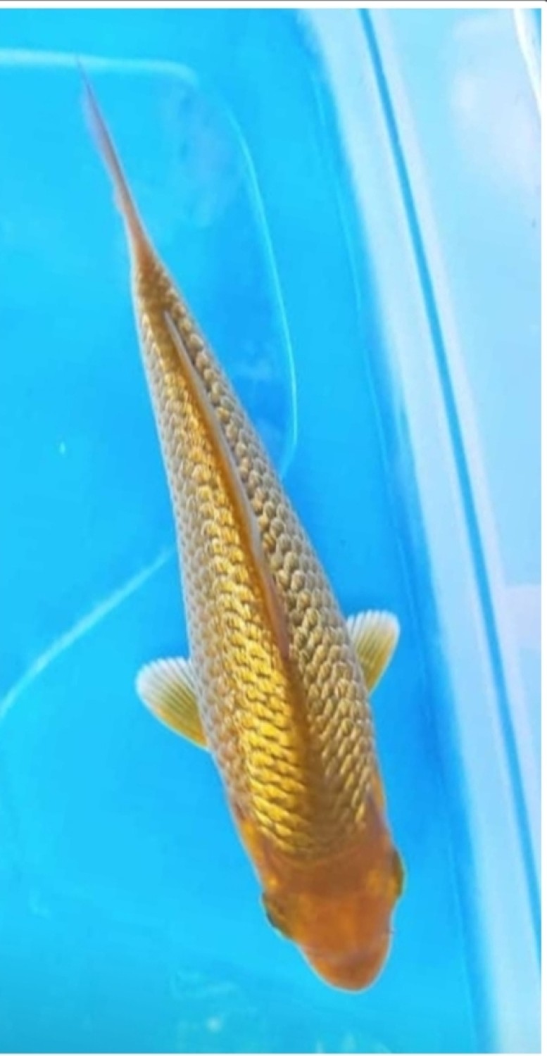 Juara 2