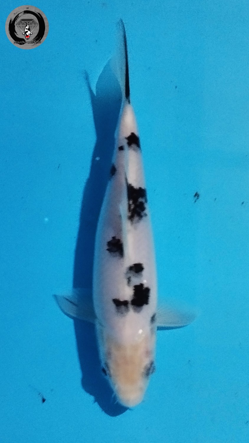 Juara 5