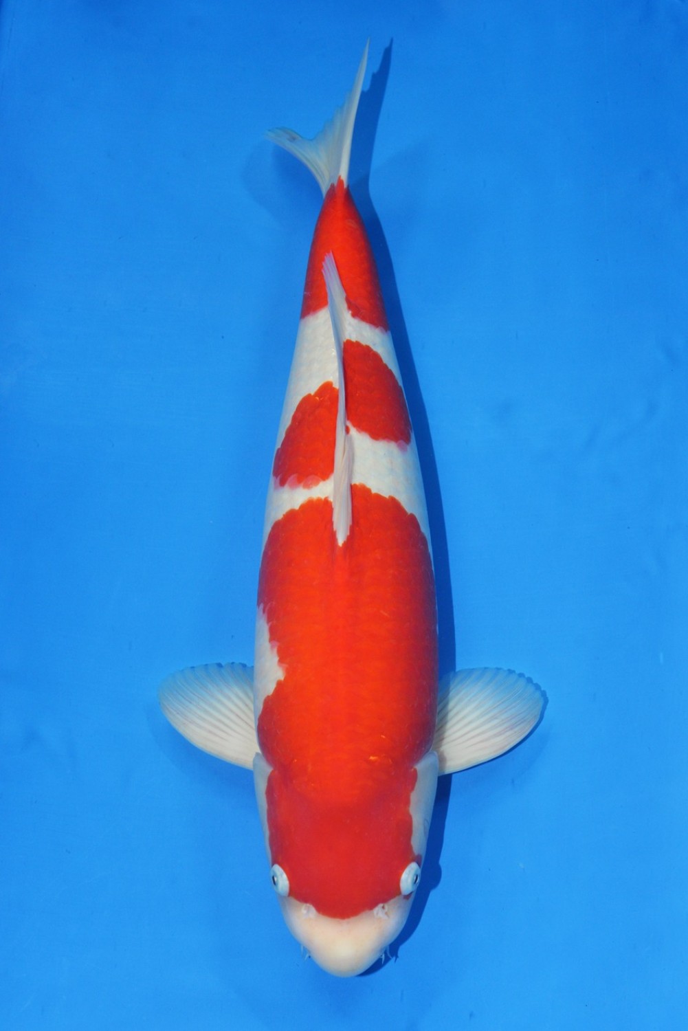 Juara 2