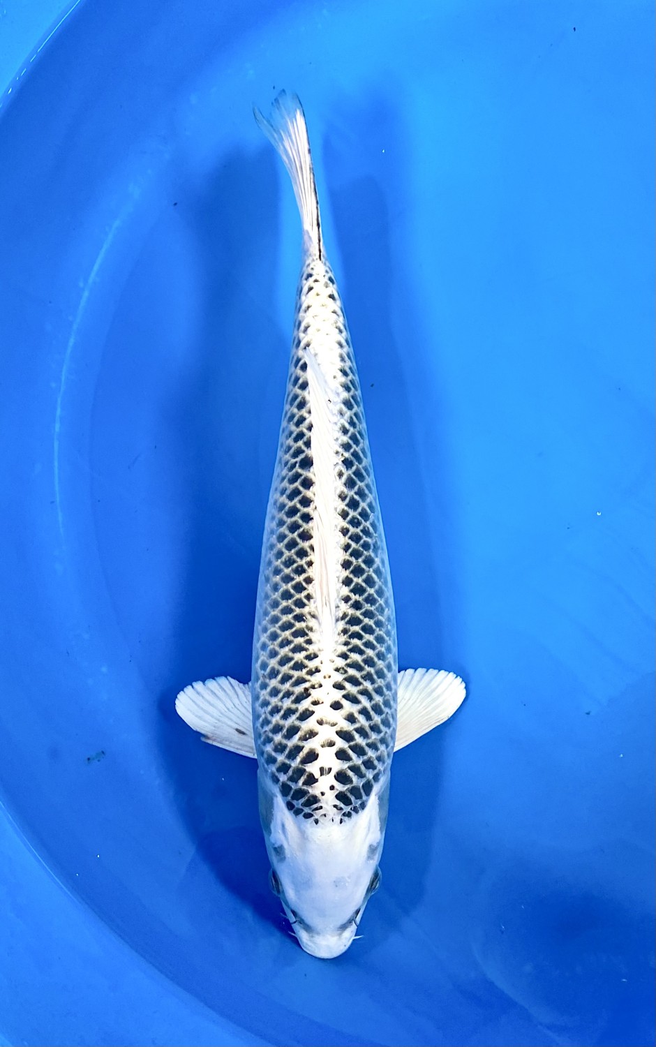 Juara 2