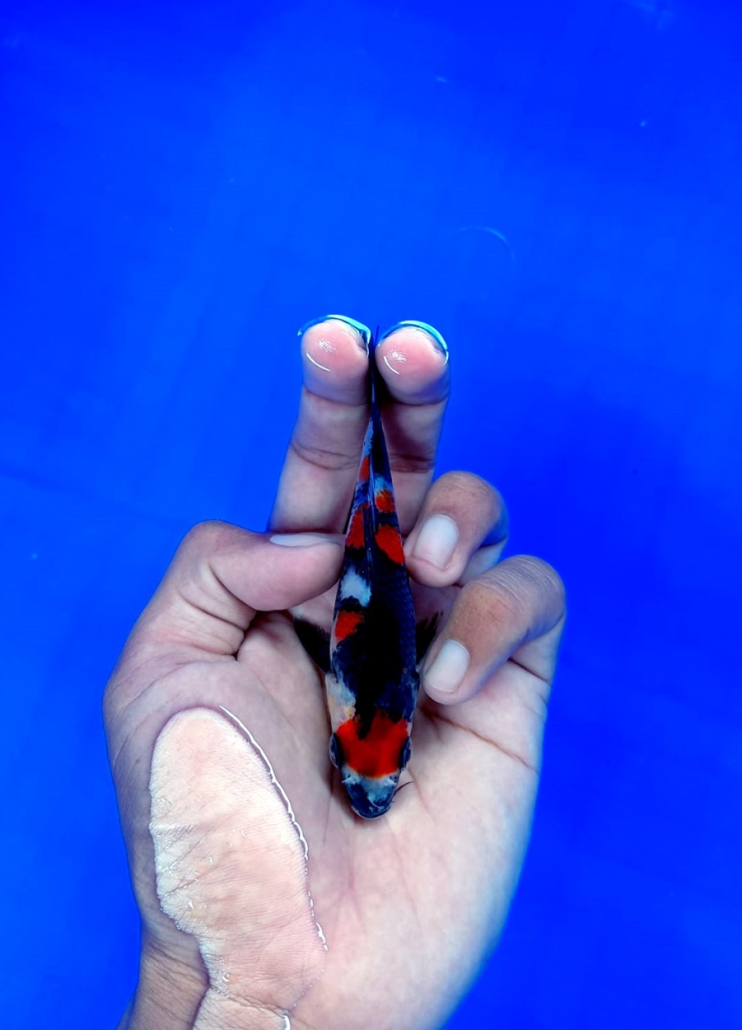 Juara 4